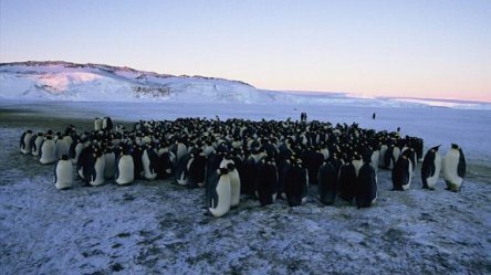 Каннский кинофестиваль закроется путешествием в Антарктику