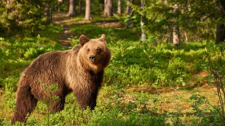 Universal снимет фильм о медведе, который умер от передозировки кокаина